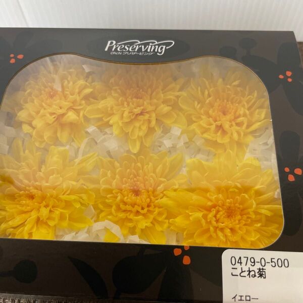 花材 プリザーブドフラワー ことね菊 イエロー 新品未開封 最近入荷