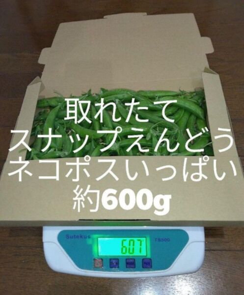 スナップえんどう ネコポスいっぱい