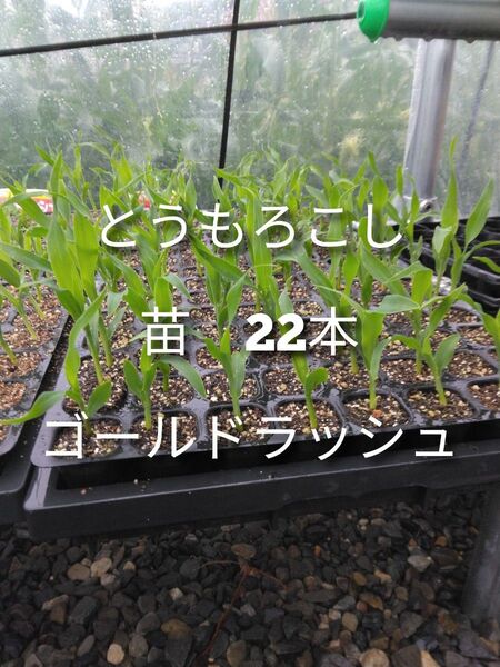 とうもろこし 苗 22本