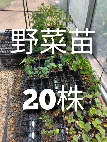 野菜苗 20株