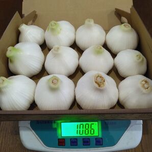 とれたてのにんにく