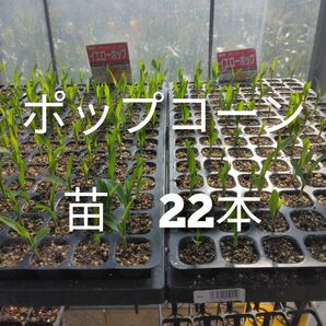 ポップコーンの苗 22本