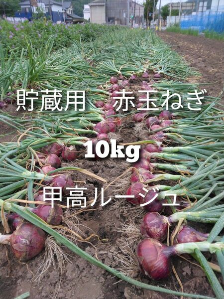 赤玉ねぎ 10kg