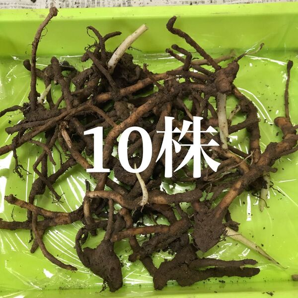 みょうが 地下茎 10株 みょうがの地下茎 無農薬