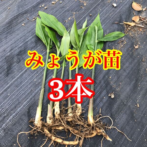 みょうが 3本 みょうが苗 無農薬