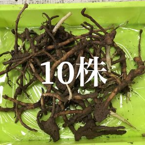 みょうが 地下茎 10株 みょうがの地下茎 無農薬
