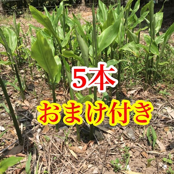 みょうが 5本 みょうが苗 無農薬 地下茎