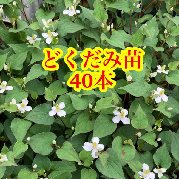 どくだみ 40本 どくだみ苗 無農薬