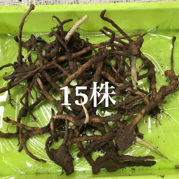 みょうが 地下茎 15株 みょうがの地下茎
