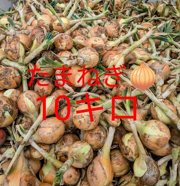 訳あり たまねぎ 10kg+α