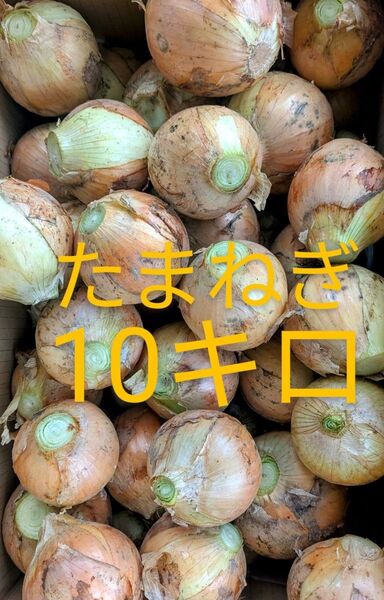 訳あり たまねぎ 10kg+α