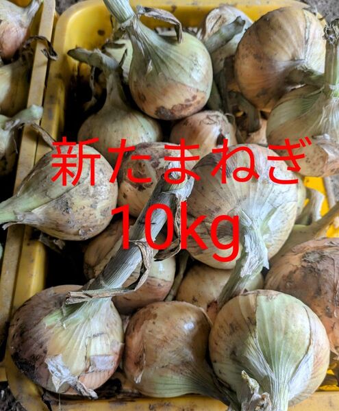 訳あり 新たまねぎ 10kg