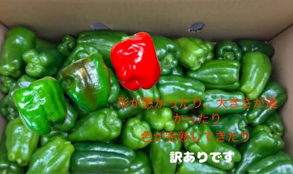 訳あり ピーマン 80サイズ 新鮮、採れたて