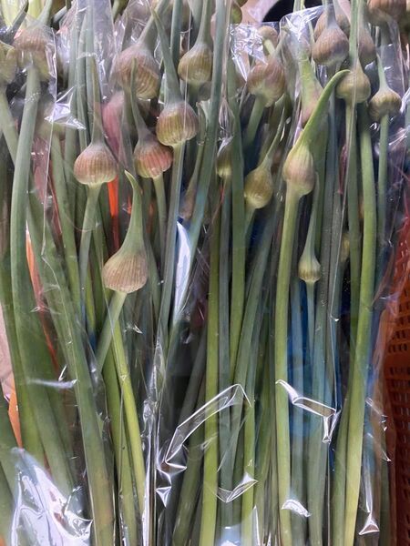 ジャンボにんにくの芽 クロネココンパクトいっぱい 蕾もおつけします 900g以上
