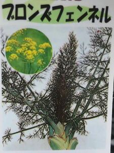  bronze fennel herb seedling 