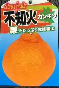 果汁たっぷり食味極上 不知火 柑橘 接木苗木