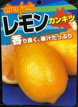 香り良く果汁たっぷり リスボンレモン 檸檬 接木苗木_画像1
