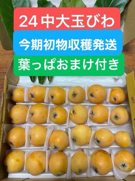 「栄養美容健康補給果物 びわ 果物 野菜 フルーツ 苗木 山野草 お灸 植物 お灸 健康茶