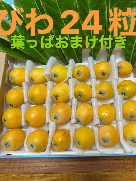 びわ 24粒 栄養補給果物フルーツデザートスイーツ期間限定