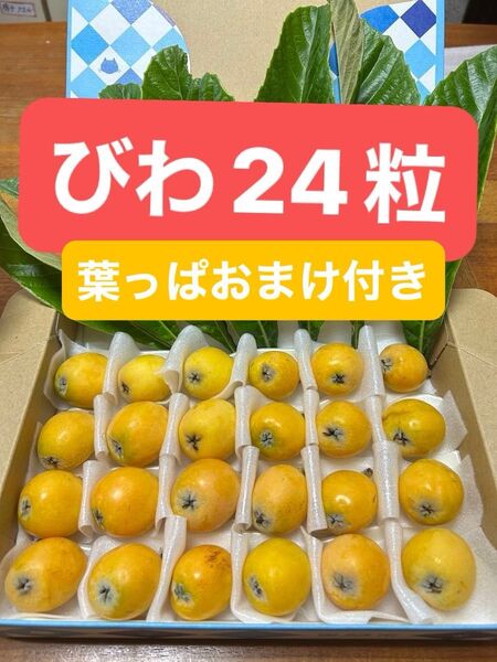 「収穫発送」無農薬自然栽培 びわ 果物 野菜 フルーツ 値引不可 お試し 種子