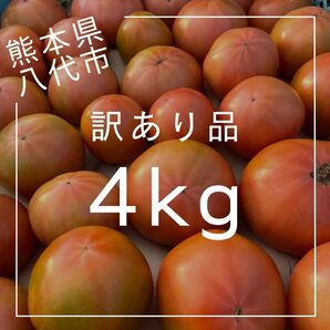 熊本県八代市トマト