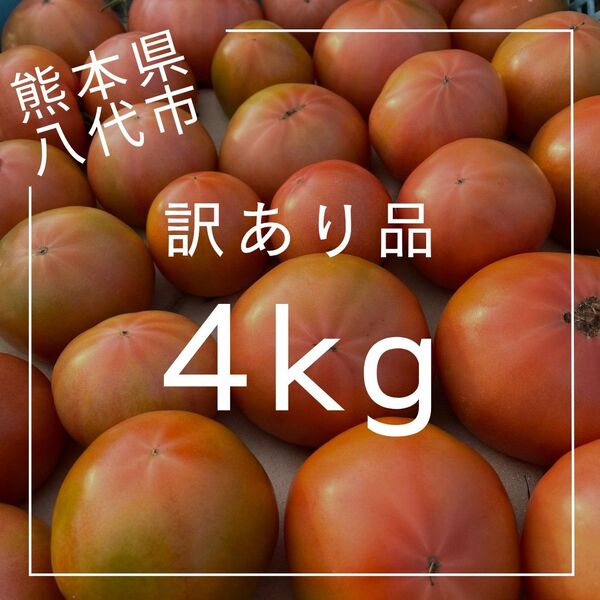 熊本県八代市トマト