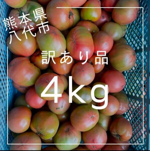 熊本県八代市訳ありトマト