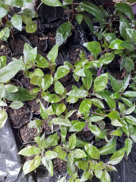 金時草の苗 水前寺菜 加賀野菜