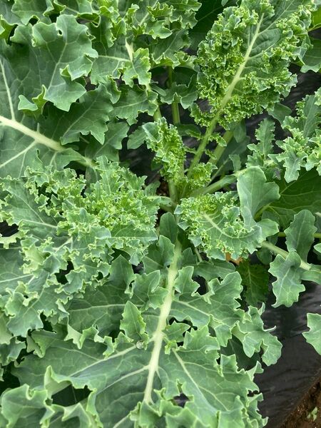 春蒔き ケール カリーノケール 3kg 栽培期間中農薬不使用