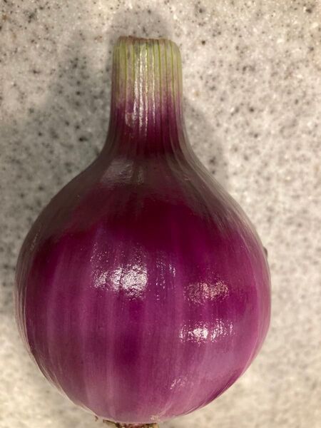 赤玉ねぎ 1.5kg 新玉ねぎ 栽培期間中農薬不使用