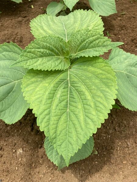 えごまの葉 エゴマの葉 100枚 栽培期間中農薬不使用