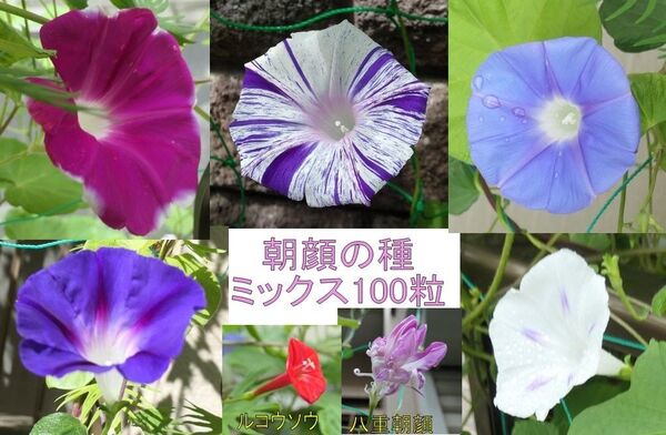 朝顔の種 ミックス100粒