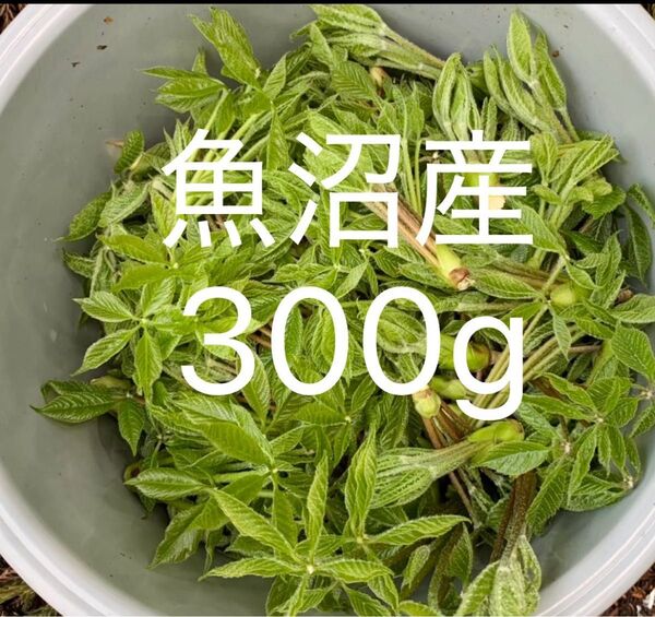 天然コシアブラ 300g