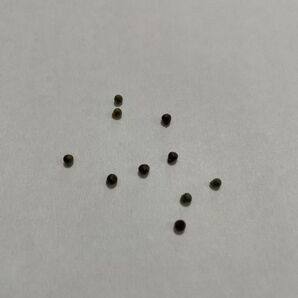 ユーフォルビア オベサ種子10粒