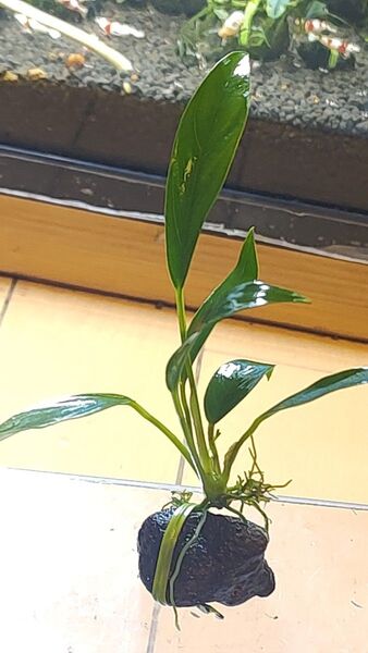 アヌビアス ランケオラータ溶岩石付き水中株