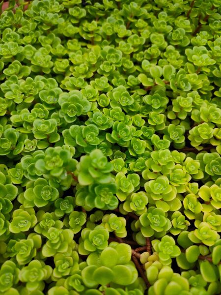 セダム 丸葉万年草50カット
