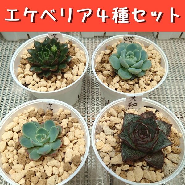 【多肉植物】エケベリア4種セット