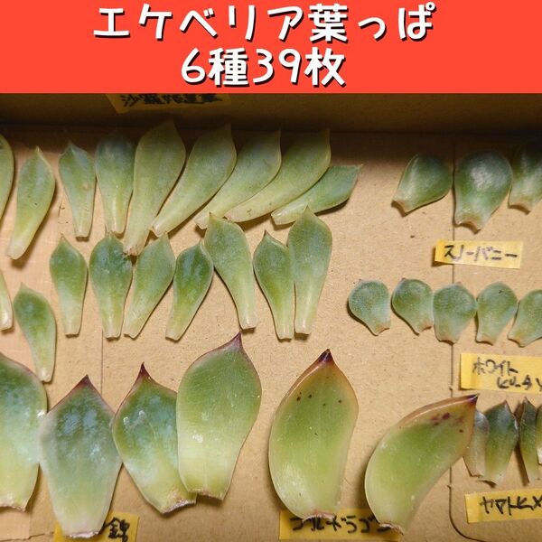 【葉挿し】エケベリア葉っぱ6種39枚【多肉植物】