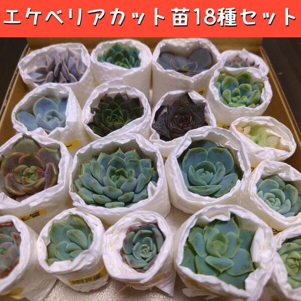 【カット苗】エケベリア18種セット【多肉植物】
