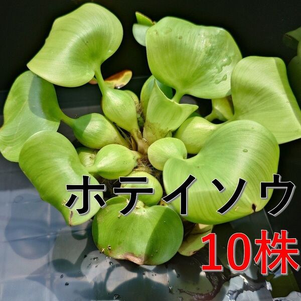 ホテイアオイ 10株 +発泡スチロール アクアリウムわかば