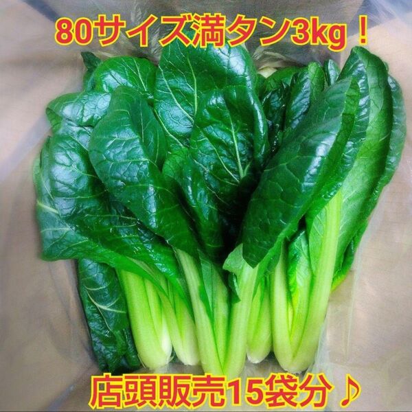 ゲリラ出品☆鮮度抜群収穫即日発送小松菜たっぷり3kg(今だけ山椒の葉おまけ)