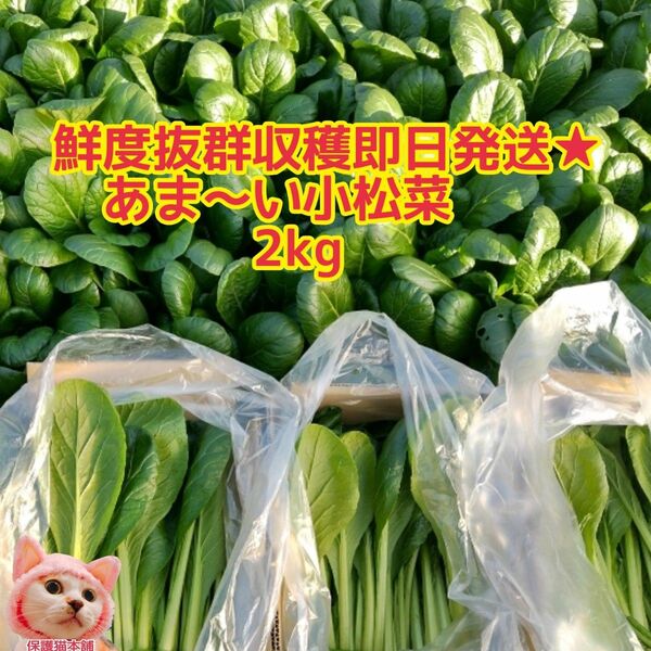 ゲリラ出品☆鮮度抜群収穫即日発送小松菜2キロ