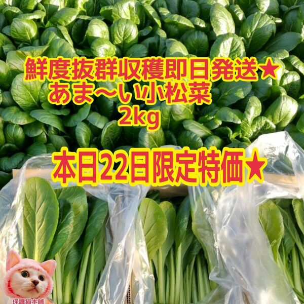 本日限定特価★鮮度抜群収穫即日発送小松菜2キロ