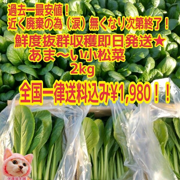 最安値!破棄直前の為(悔)無くなり次第終了★あま〜い小松菜2kg