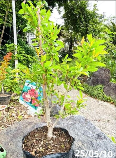 大実 カリフォルニア ザクロ 苗木