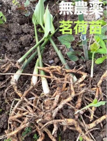 みょうが(茗荷)苗 5本 無農薬 ネコポス匿名発送