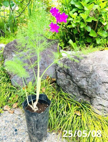 ウイキョウ(フェンネル)の苗木 無農薬