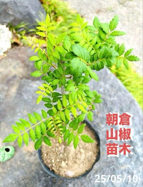 棘無し山椒苗木 朝倉山椒苗木