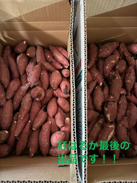 茨城県産 さつまいも 紅はるか 10k