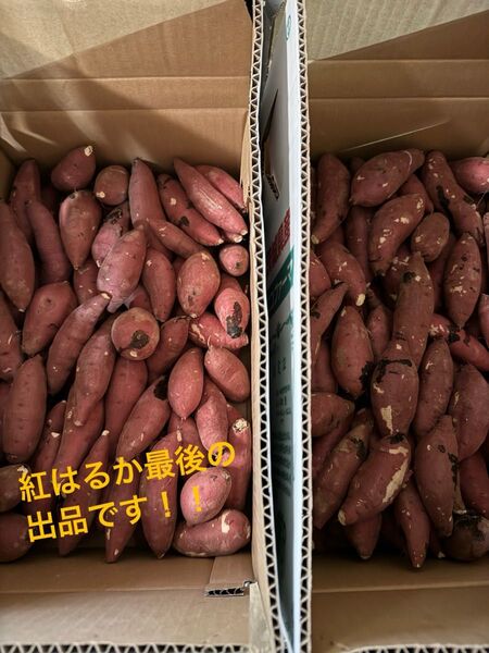 茨城県産 さつまいも 紅はるか 10k